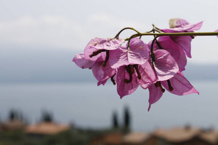 意大利的紫花。
