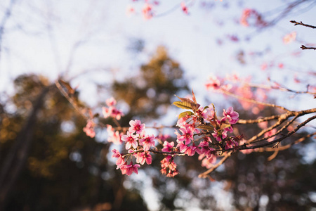 春暖花开，春暖花开