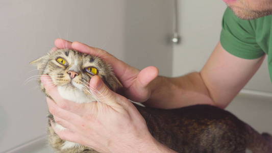 宠物, 动物健康概念兽医检查猫耳朵, 嘴, 胃在动物医院