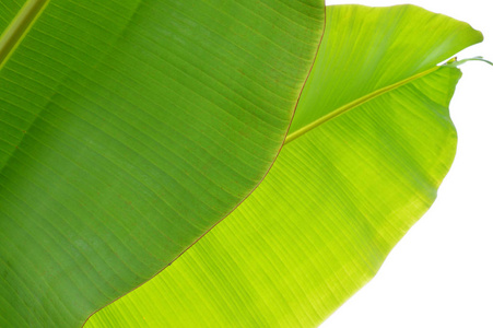 香蕉树为你的植物学项目或热带出版物留下照片。