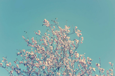 春天樱花树的背景。 选择性聚焦