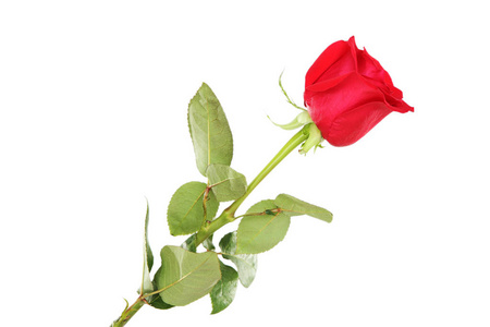 白色背景上分离的红色玫瑰
