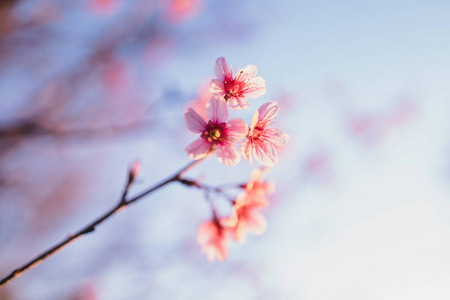 春暖花开，春暖花开