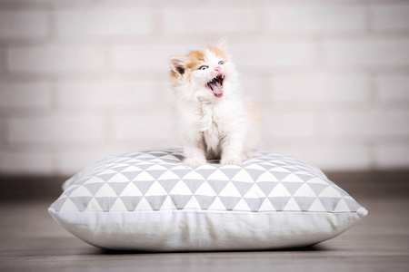 地板上有枕头的可爱小猫