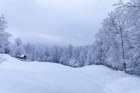 森林中的小屋松林覆盖着白雪的房子