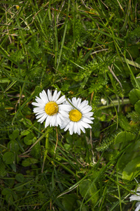 白色雏菊，又称普通雏菊或草坪雏菊或英文雏菊