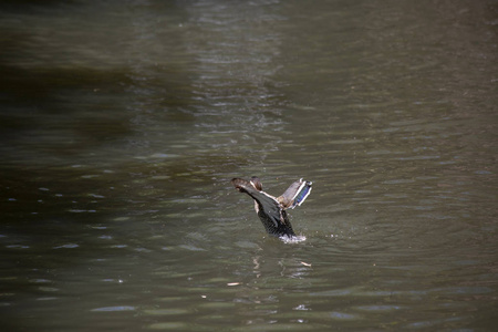 从池塘中起飞的银质鸭