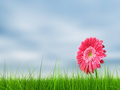 概念或概念绿色清新的夏季或春季草地和蓝天背景下的花朵