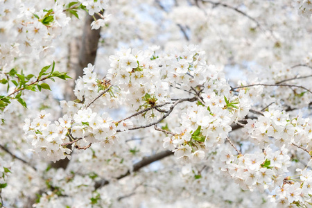 春天的季节自然的背景，在树上开白色的樱花花