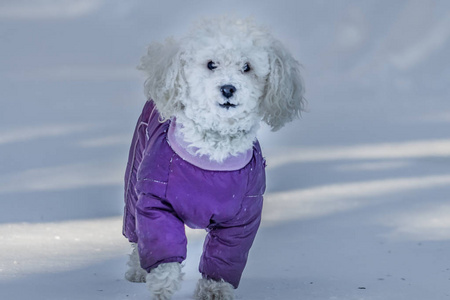 冬天, 公园里有一只穿着明亮紫色连身衣鼻子上有白雪的漂亮的白色小圈狗