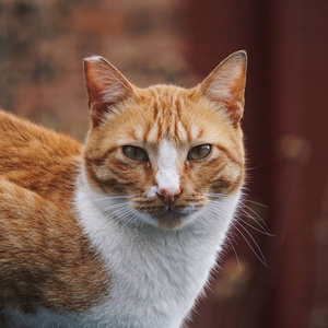 街上的棕色猫肖像