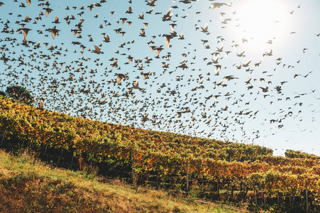 瑞士拉沃克斯葡萄园上空的鸟群