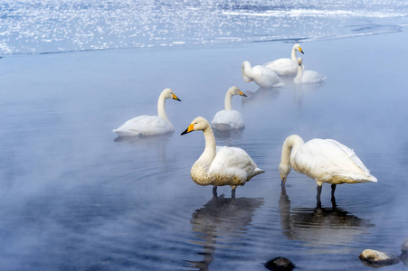 日本北海道Shiretoko湖上的天鹅。
