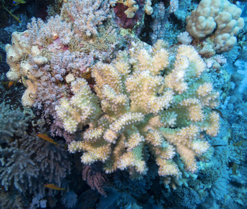 热带海底五颜六色的珊瑚礁水下景观