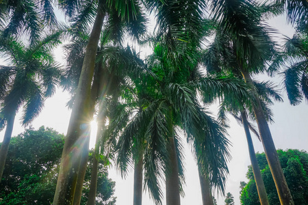 s rays pass through palm trees in the park. Kolkata, India