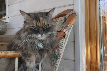 美丽的毛茸茸的灰猫，绿眼睛坐在椅子上，粘在上面