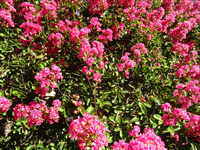 粉红花丛背景图片