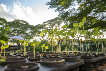 树苗正在种植在农业塑料花盆中，一排大树和天空背景。