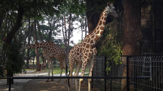 亚洲动物园的两只长颈鹿正在享用午餐