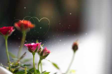 心形抽象的光闪烁在玫瑰花背景上的爱情概念情人节与甜蜜浪漫的时刻