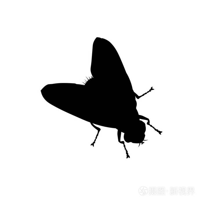 一只苍蝇的剪影
