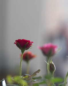 玫瑰花背景爱情概念情人节与甜蜜浪漫的时刻