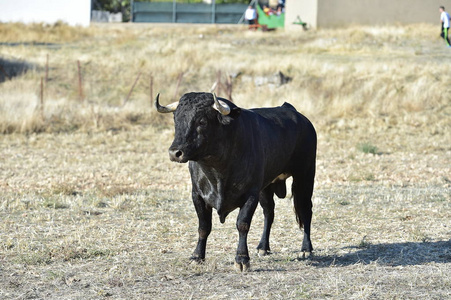 西班牙公牛在斗牛