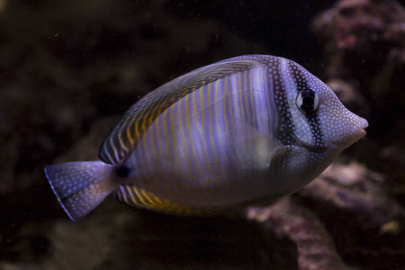 s sailfin tang Zebrasoma desjardinii.