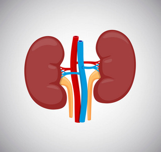 肾脏左右矢量插图。人体内肾器官。