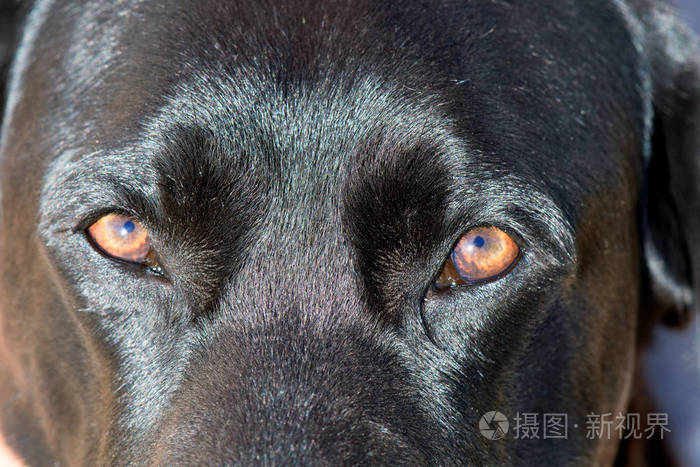 黑拉布拉多猎犬眼睛的细节