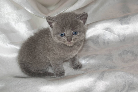 小猫小小灰，毛茸茸，可爱，漂亮的嘴，眼睛，设计背景