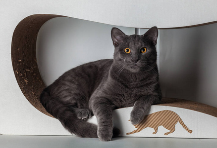 豪华家用猫灰色钢色，眼睛浅焦糖色