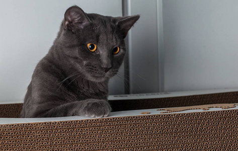 豪华家用猫灰色钢色，眼睛浅焦糖色