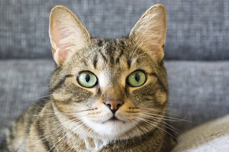 男性大理石猫，有着聪明的严厉和严肃的表情，眼睛接触，石灰眼，灰色沙发背景