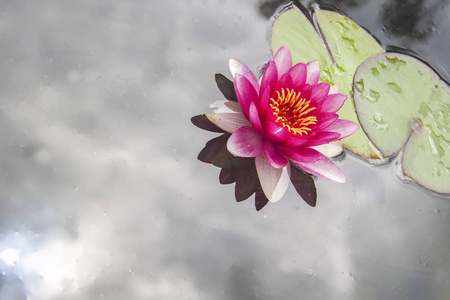 池塘上粉红色的野生莲花百合