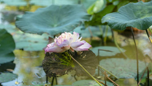 早晨池塘大自然中的莲花。