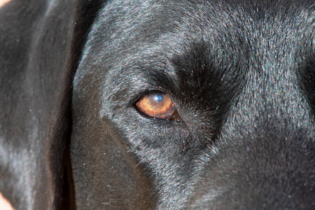 黑拉布拉多猎犬眼睛的细节。