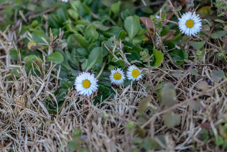 早春的小白田花。