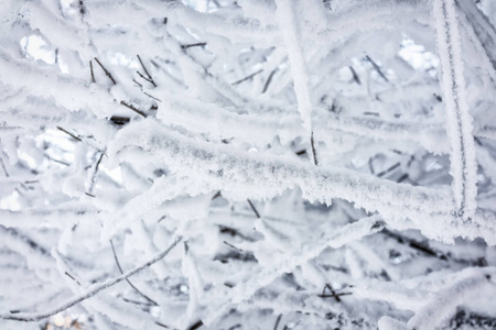 冬天的树枝在晴天覆盖着雪和霜。 冰冻的树枝。 神奇的白色背景。