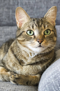男性大理石猫，有着聪明的严厉和严肃的表情，他的脸，眼睛，接触，石灰，眼睛，灰色的沙发背景