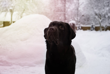 棕色拉布拉多猎犬肖像在冬天的雪上。 冬天和狗一起散步美丽的太阳升起的颜色