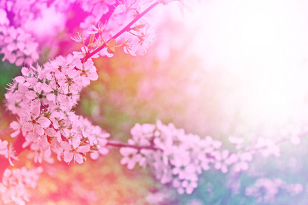 明亮的多彩春天的花朵