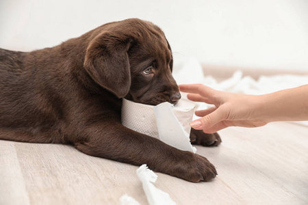 可爱的巧克力拉布拉多猎犬小狗撕纸和主人在室内