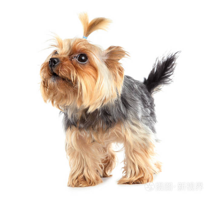 约克郡猎犬孤立在白色上快乐的狗