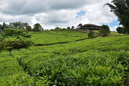 毛里求斯茶园库存图像。 波伊斯切里茶厂。 美丽的茶园，白云蓝天和阳光。 毛里求斯旅游景点