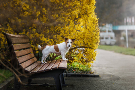 杰克罗素在有鲜花的长凳上遛狗。带着宠物的春游散步