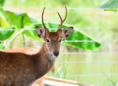 s deer thamin , Browantlered deer wildlife in the farm