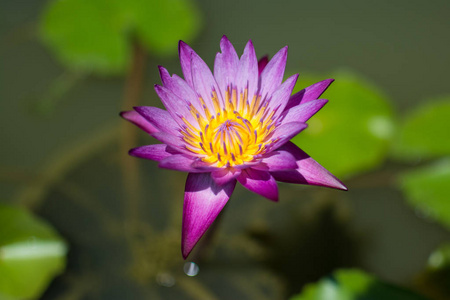 美丽的紫色水花或莲花池