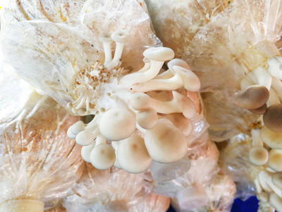 在农场农业中，牡蛎蘑菇与霉菌蘑菇一起在袋子上生长