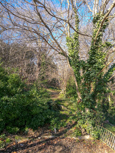 春天公园里的一条小径，在蓝天背景上的裸树和绿色灌木丛之间